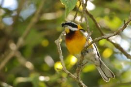 Antyla dominikańska - Spindalis dominicensis - Hispaniolan Spindalis