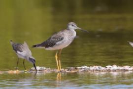 Brodziec piegowaty - Tringa melanoleuca - Greater Yellowlegs