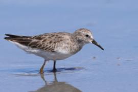 Biegus karłowaty - Calidris minutilla - Least Sandpiper