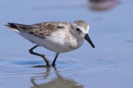 Biegus tundrowy - Calidris pusilla - Semipalmated Sandpiper