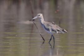 Błotowiec - Tringa semipalmata - Willet