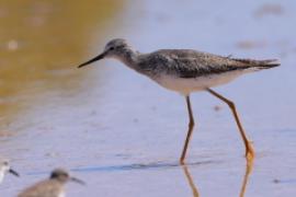 Brodziec żółtonogi - Tringa flavipes - Lesser Yellowlegs