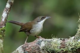 Hispaniol oliwkowy - Calyptophilus frugivorus - Eastern Chat-Tanager