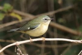 Lasówka granatowa - Setophaga caerulescens - Black-throated Blue Warbler