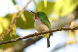 Płaskodziobek cienkodzioby - Todus angustirostris  - Narrow-billed Tody