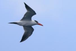 Rybitwa wielkodzioba - Sterna caspia - Caspian Tern