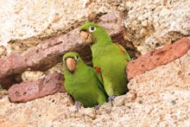 Szmaragdolotka haitańska - Psittacara chloropterus - Hispaniolan Parakeet
