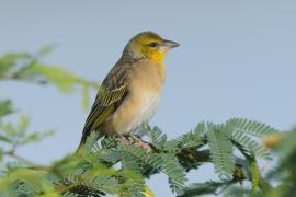 Wikłacz zmienny - Ploceus cucullatus - Village Weaver