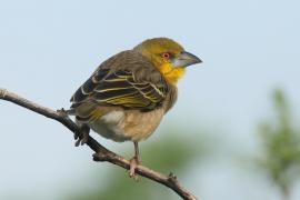 Wikłacz zmienny - Ploceus cucullatus - Village Weaver