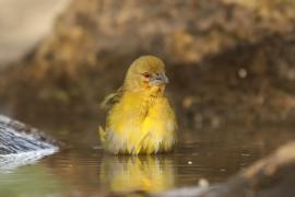 Wikłacz akacjowy - Ploceus vitellinus - Vitelline Masked-Weaver