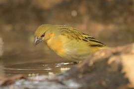 Wikłacz akacjowy - Ploceus vitellinus - Vitelline Masked-Weaver
