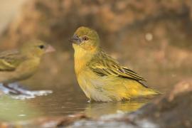 Wikłacz akacjowy - Ploceus vitellinus - Vitelline Masked-Weaver