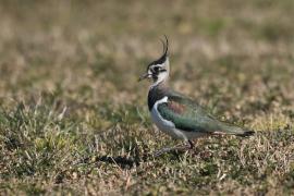 Czajka - Vanellus vanellus - Northern Lapwing