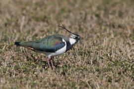 Czajka - Vanellus vanellus - Northern Lapwing