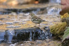 Zięba - Fringilla coelebs - Common Chaffinch