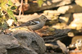 Zięba - Fringilla coelebs - Common Chaffinch