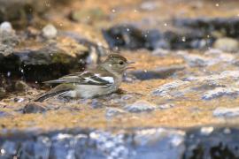 Zięba - Fringilla coelebs - Common Chaffinch
