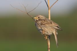 Potrzeszcz - Emberiza calandra - Corn Bunting