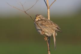 Potrzeszcz - Emberiza calandra - Corn Bunting