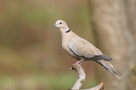 Sierpówka - Streptopelia decaocto - Eurasian Collared Dove