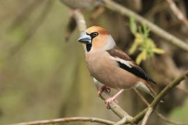 Grubodziób - Coccothraustes coccothraustes - Hawfinch
