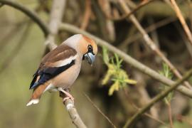 Grubodziób - Coccothraustes coccothraustes - Hawfinch