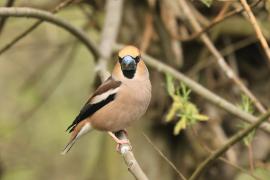 Grubodziób - Coccothraustes coccothraustes - Hawfinch