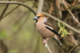 Grubodziób - Coccothraustes coccothraustes - Hawfinch