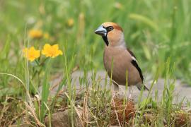 Grubodziób - Coccothraustes coccothraustes - Hawfinch