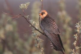 Kobczyk zwyczajny - Falco vespertinus - Red-footed Falcon