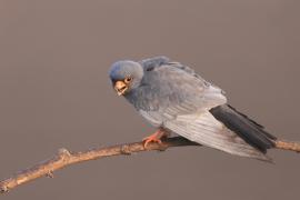 Kobczyk zwyczajny - Falco vespertinus - Red-footed Falcon