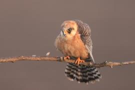 Kobczyk zwyczajny - Falco vespertinus - Red-footed Falcon