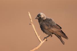 Kawka - Corvus monedula - Eurasian Jackdaw
