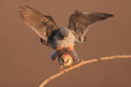 Kobczyk zwyczajny - Falco vespertinus - Red-footed Falcon