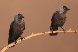 Kawka - Corvus monedula - Eurasian Jackdaw