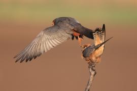 Kobczyk zwyczajny - Falco vespertinus - Red-footed Falcon