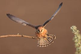 Kobczyk zwyczajny - Falco vespertinus - Red-footed Falcon