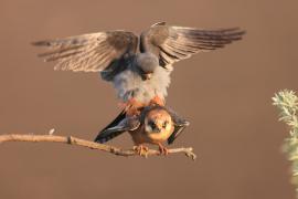 Kobczyk zwyczajny - Falco vespertinus - Red-footed Falcon