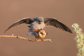 Kobczyk zwyczajny - Falco vespertinus - Red-footed Falcon