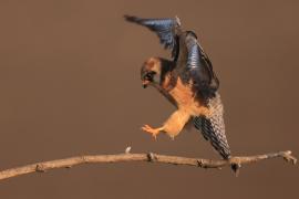 Kobczyk zwyczajny - Falco vespertinus - Red-footed Falcon