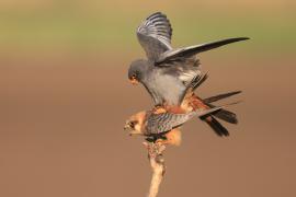 Kobczyk zwyczajny - Falco vespertinus - Red-footed Falcon