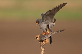 Kobczyk zwyczajny - Falco vespertinus - Red-footed Falcon