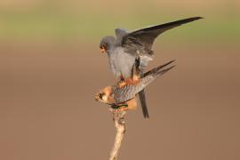 Kobczyk zwyczajny - Falco vespertinus - Red-footed Falcon