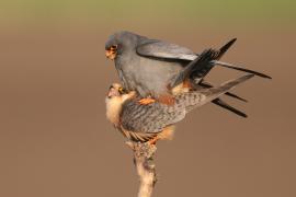 Kobczyk zwyczajny - Falco vespertinus - Red-footed Falcon