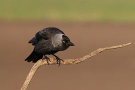 Kawka - Corvus monedula - Eurasian Jackdaw