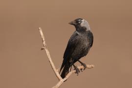 Kawka - Corvus monedula - Eurasian Jackdaw