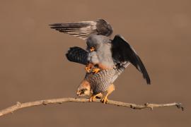 Kobczyk zwyczajny - Falco vespertinus - Red-footed Falcon