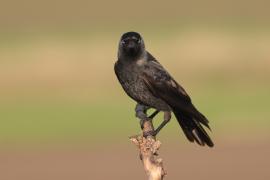 Kawka - Corvus monedula - Eurasian Jackdaw