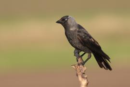 Kawka - Corvus monedula - Eurasian Jackdaw