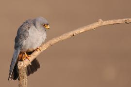 Kobczyk zwyczajny - Falco vespertinus - Red-footed Falcon